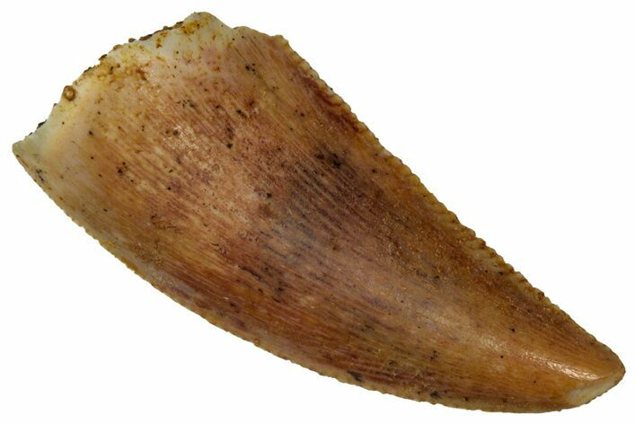 Serrated Raptor Tooth - Real Dinosaur Tooth #353380